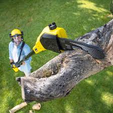 Best Tree and Shrub Care  in Fayetteville, AL