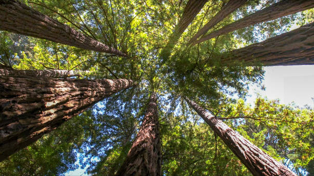 Best Tree Maintenance Programs  in Fayetteville, AL