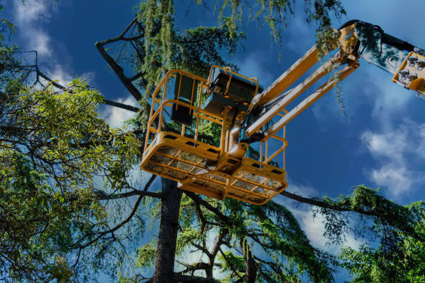 Best Utility Line Clearance  in Fayetteville, AL