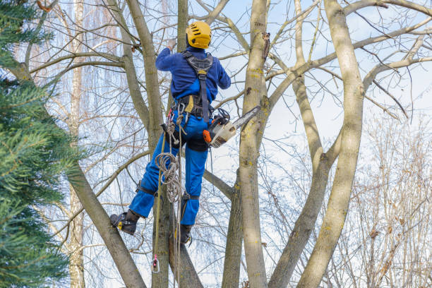 Best Tree Risk Assessment  in Fayetteville, AL