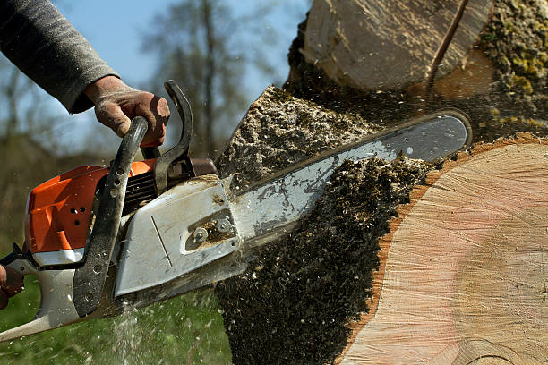 Best Soil Testing and Treatment  in Fayetteville, AL